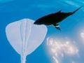 Gioco Razze da surf  in linea