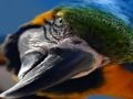 Gioco Puzzle di uccelli  in linea