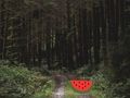 Gioco Fuga dai cervi nella fitta foresta  in linea