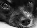Gioco Puzzle per cani  in linea