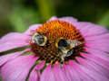 Gioco Puzzle di echinacea viola  in linea