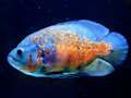Gioco Puzzle di pesce tigre  in linea