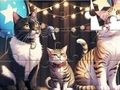Gioco Puzzle: gatto che canta  in linea