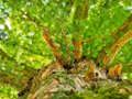 Gioco Puzzle di rami di albero  in linea