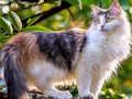Gioco Ruota Puzzle - Cani e gatti  in linea