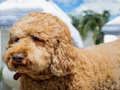 Gioco Puzzle del labradoodle  in linea