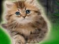 Gioco Coppia di gattini in fuga  in linea