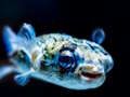 Gioco Puzzle con pesce palla  in linea