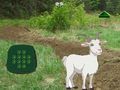 Gioco Capra trova il bambino  in linea