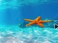 Gioco Fuga dalle stelle marine sottomarine  in linea
