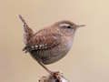 Gioco Birdlingo in linea