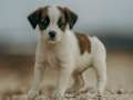 Gioco Puzzle di Jack Russel  in linea