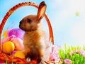 Gioco Stelle nascoste del tempo di Pasqua in linea Gioco Stelle nascoste del tempo di Pasqua in linea