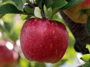 Gioco Mela rossa matura su un puzzle di alberi  in linea