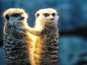 Gioco MEERKAT COPPIA COPPIA  in linea