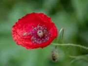 Gioco Poppy Nature Flower Collegsaw  in linea
