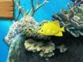 Gioco Il pesce grande mangia piccolo  in linea