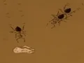 Gioco Save the crumb in linea