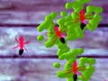 Gioco Smash Ants in linea