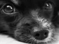 Gioco Dog Jigsaw in linea