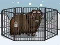 Gioco Rescue The Musk Ox in linea