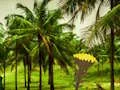 Gioco Escape From Coconut Land in linea