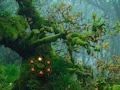 Gioco Innocent Sparrow Couple Escape in linea
