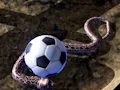 Gioco Python Snake Simulator in linea