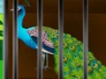Gioco Liberate the Caged Beauty in linea