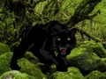 Gioco Escape from Black Panther Forest in linea