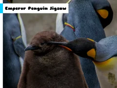 Gioco Emperor Penguin Jigsaw in linea