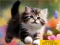Gioco Puzzle Sliding Kittens in linea