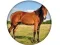 Gioco Animal Quiz in linea