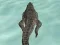 Gioco Crocodile Simulator Beach Hunt in linea