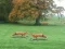 Gioco Hunted Fox in linea
