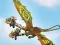 Gioco Dragons: Drachenrennen in linea