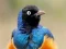 Gioco Animal Puzzle: Wildlife & Logic in linea
