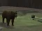 Gioco Bear Den in linea