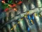 Gioco Fishing King in linea