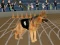Gioco Crazy Dog Racing Fever in linea