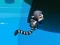 Gioco Jungle Jump in linea