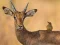 Gioco Wild Deer Jigsaw in linea