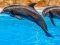 Gioco Sea Dolphin Jigsaw in linea
