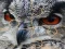 Gioco Wild owl Jigsaw in linea