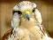 Gioco Gyrfalcon Jigsaw in linea