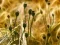 Gioco Poppy Bud Jigsaw in linea