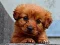 Gioco Puppy Puzzle in linea