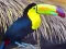 Gioco Toucan Bird Jigsaw in linea