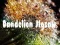 Gioco Dandelion Jigsaw in linea