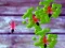 Gioco Smash Ants in linea